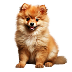 Obraz premium Cheerful Pomeranian Puppy Sitting Portrait