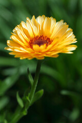 アップのキンセンカ