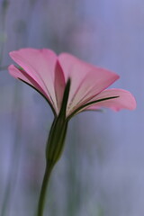 幻想的なムギセンノウ