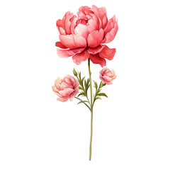 Birth Month Flowers November peony transparent background PNG