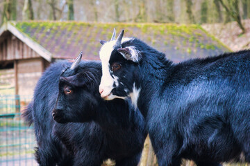 Kleine Ziege - Ziegenkind - Zicklein - Ziegenbaby - Ziegenlamm - Lamm - Kitz - Capra Aegagrus Hircus - Goat - Cute - Funny - Portrait - Meadow - High quality