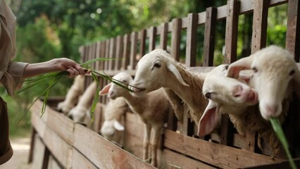 A woman on a farm feeds grass from her hands to a flock of young sheep, farming lifestyle, pet care