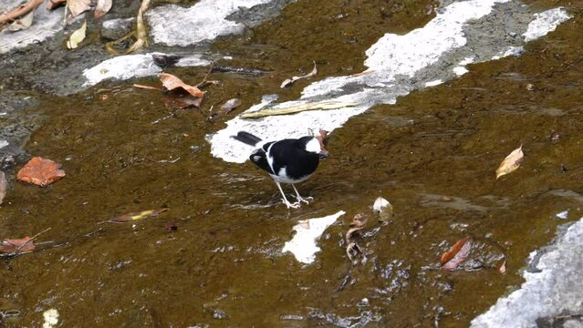 Little Forktail in the water searching for food, slow motion
