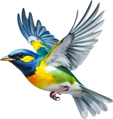 Fototapeta premium Close-up image of a Tropical parula bird. 