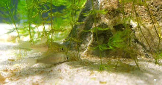 Two small silver crucian carps on a bottom of an aquarium