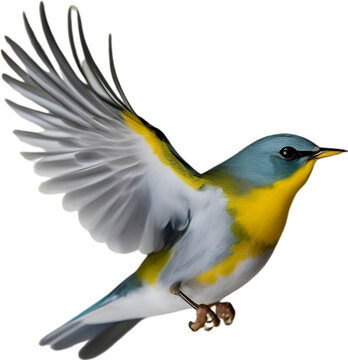 Close-up image of a Tropical parula bird. 