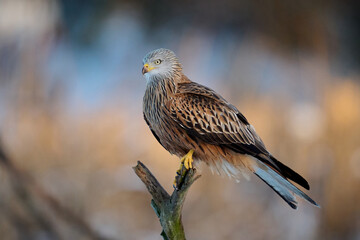 Red kite (Milvus milvus)