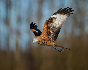 Red kite (Milvus milvus)