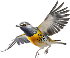 Obraz premium Close-up image of a Spotted pardalote bird. 