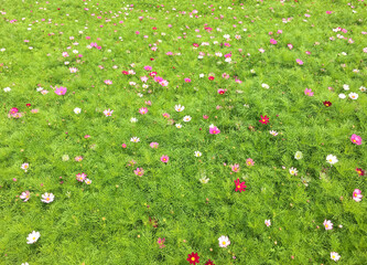 field of flowers