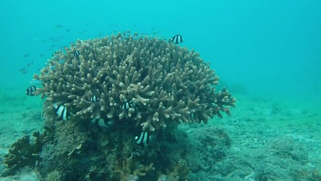 珊瑚の近くを泳ぐミスジリュウキュウスズメダイ（Dascyllus aruanus）