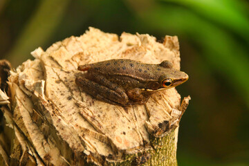 Treefrog on tree stump
