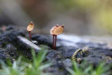 Bug moss, Buxbaumia aphylla, also known as bug-on-a-stick, humpbacked elves or elf-cap moss, wild...