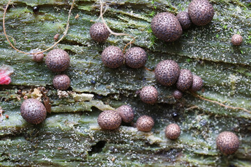 Lycogala roseosporum, a species of wolf's milk, slime mold from Finland