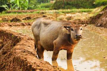 buffalo calf in rice fields