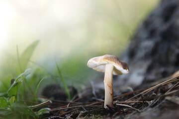 Mushroom growing in the forest and misty foggy background