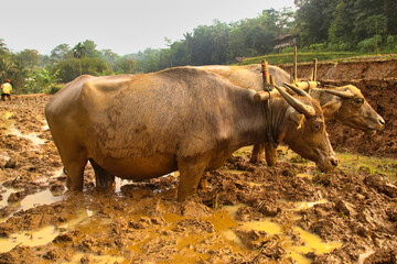 Buffalo plowing fields