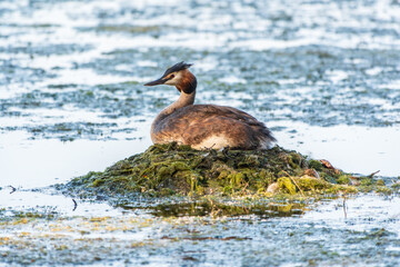 Great Crested Grebe, Podiceps cristatus, water bird sitting on the nest, nesting time on the green lake