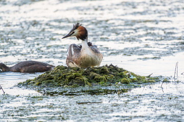 Great Crested Grebe, Podiceps cristatus, water bird sitting on the nest, nesting time on the green lake