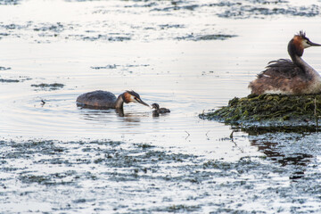 Fototapeta premium The waterfowl bird Great Crested Grebe swimming in the lake near its nest with eggs