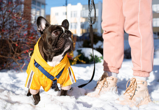 French bulldog in clothes stands in the snow at the feet of the owner's trainer. The dog is three years old and has a leash on it. He looks up. The photo is blurred and horizontal