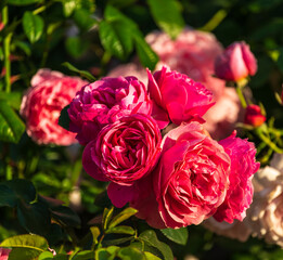 Beautiful red roses in the Catherine Imperial Park