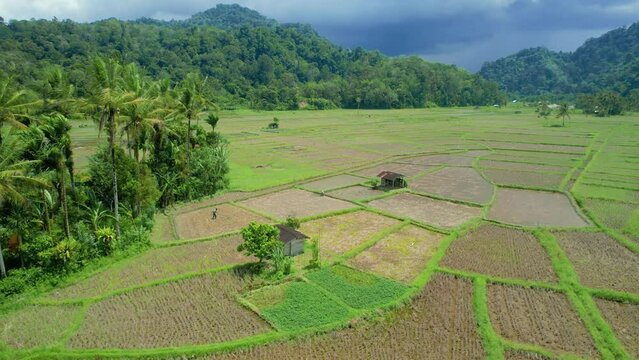 Establish aerial view of farmer working in paddy field