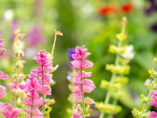 Salvia pink flowers with green leaves Blossom, medicinal plant in summer, close-up