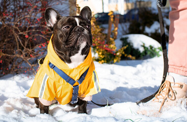 French bulldog in clothes stands on the snow at the feet of the hostess. The dog is three years old...