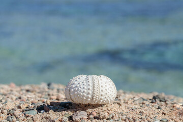 Sun-bleached skeleton of a sea urchin washed ashore on a stony beach of the Red Sea.