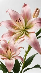 Stargazer lily flowers 3d