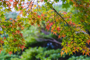 A public park representing Osaka where beautiful flowers bloom【Expo’70 Commemorative Park】