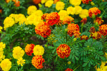 A public park representing Osaka where beautiful flowers bloom【Expo’70 Commemorative Park】