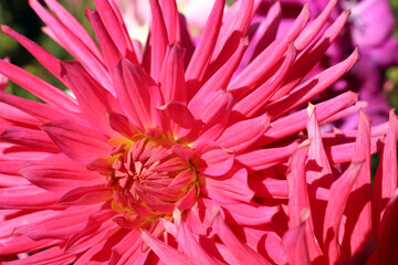 bright red cactus dahlia flower close up