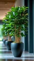 Close ups of indoor plant planting, high tech,green