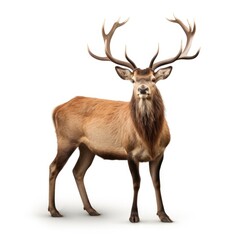Obraz premium A serene deer stands out on a pure white backdrop, Ai Generated