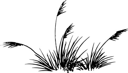 hand drawn grass sketch. reeds grass pen drawing