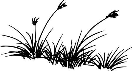 hand drawn grass sketch. reeds grass pen drawing