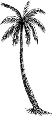 hand drawn palm tree sketch. coconut tree
