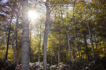 秋の白樺の森に差し込む太陽