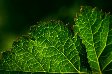 Macrophotography of a green leaf.The veins of the plant on the lumen. The structure of the tree leaf.