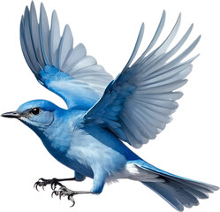 Obraz premium Close-up image of a Mountain Bluebird. 