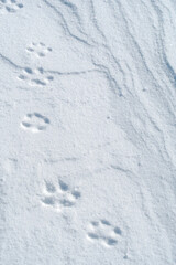 雪の上に残った動物の足跡。