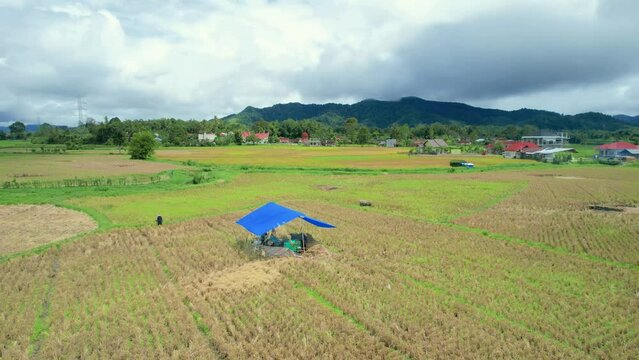 Establish aerial view of Farmers working at rice fields. Agam, West Sumatra.