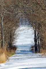 木のトンネルを抜ける雪に覆われた冬の田舎道。