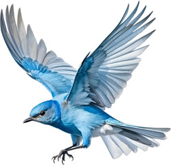 Obraz premium Close-up image of a Mountain Bluebird. 