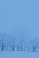 Obraz na płótnie Canvas 青白い霞んだ冬の雪原の木々。