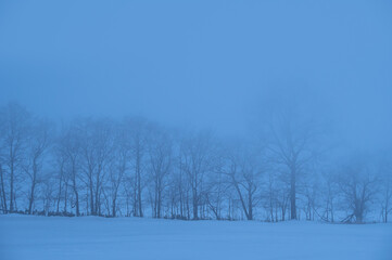 Fototapeta na wymiar 青白い霞んだ冬の雪原の木々。