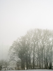 冬の白い原野の霧に霞んだ木々。