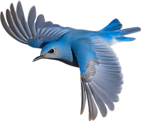 Close-up image of a Mountain Bluebird. 